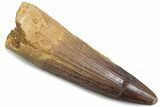Fossil Spinosaurus Tooth - Real Dinosaur Tooth #381085-1